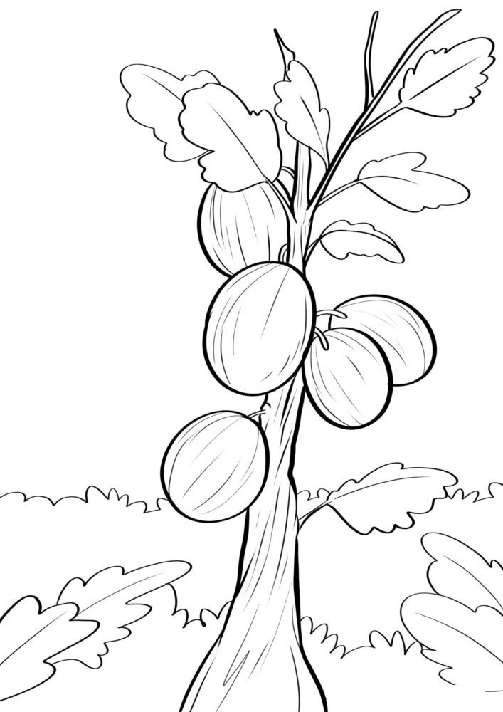 Coloring book gooseberries on a tree